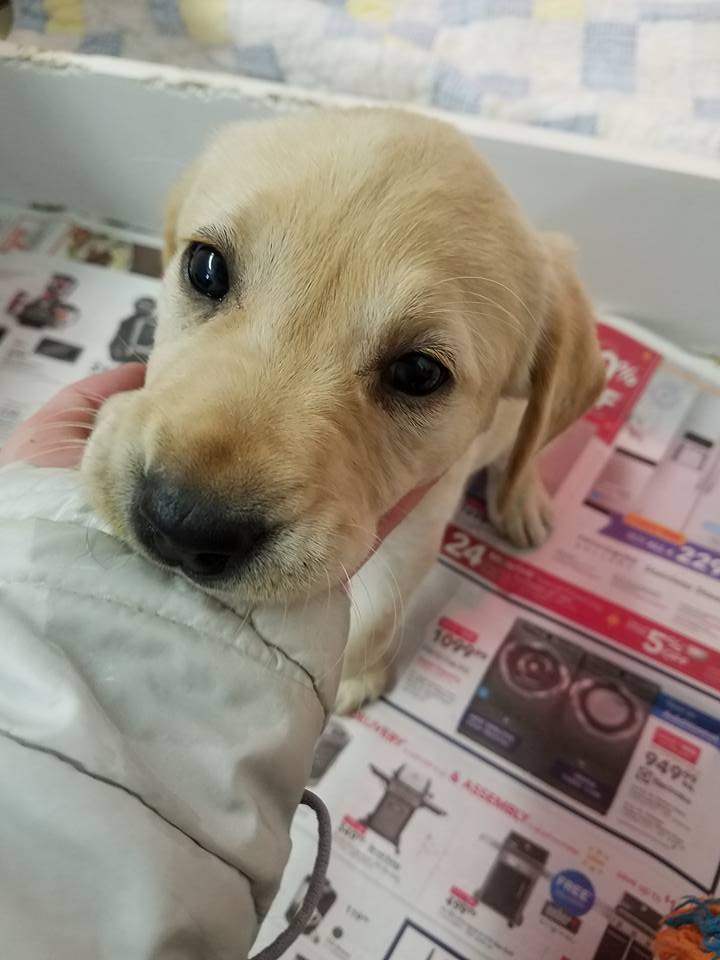 Field of Dreams Kennels, Country Home Bed & Biscuit, Black Creek, WI